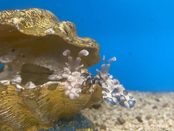 Close-up of jellyfish swimming in sea