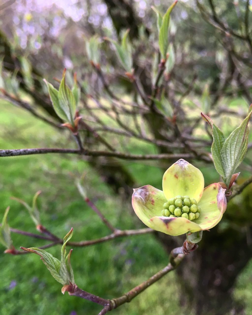 CLOSE-UP OF FRUIT ON TREE