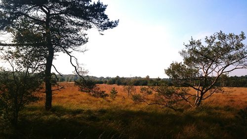 Bare trees on grassy field