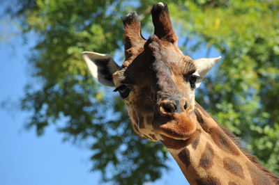 Portrait of giraffe against trees