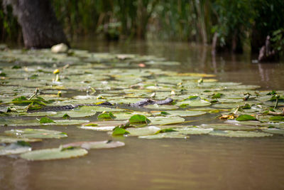 Water lily in lake