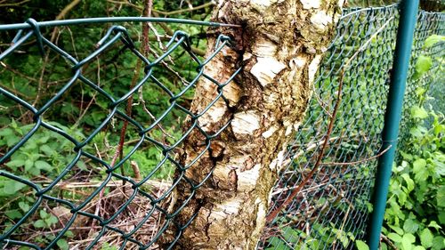 Close-up of chainlink fence