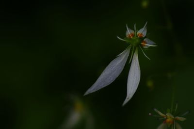 Close-up of flower against blurred background