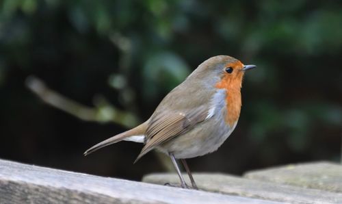 Close-up of bird perching on railing