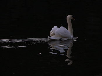 Close-up of swan swimming in lake