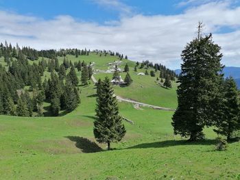 Pine trees on field against sky