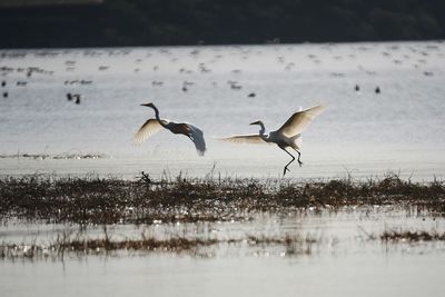 Bird flying over water