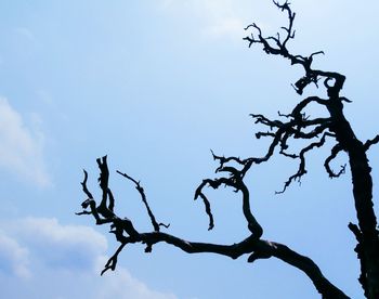 Low angle view of silhouette bare tree against sky