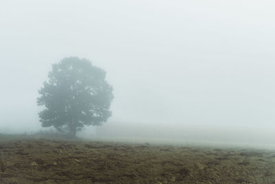 Trees on field against sky during foggy weather