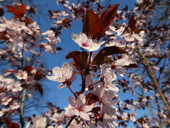 Beautiful spring flowers trees