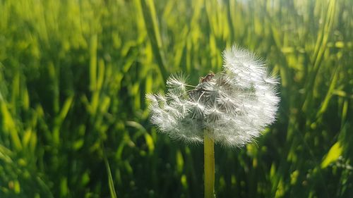 Close-up of dandelion flower on field