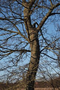 Low angle view of bare tree against sky