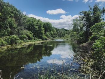 Scenic view of lake in forest against sky