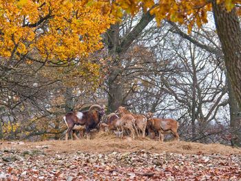 Horses in a forest