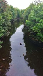 Reflection of trees in water