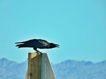 Bird perching on wooden post against sky