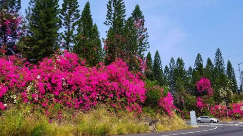 Pink flowering plants by road in forest