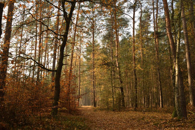 Trees in forest during autumn