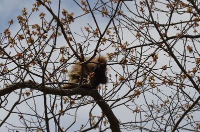 Porcupine up high in tree