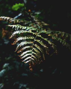 Close-up of fern leaves