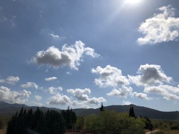 Low angle view of trees against sky