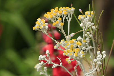 Close-up of yellow flowering plant