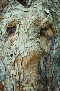 Full frame shot of tree trunk