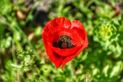 Close-up of red poppy