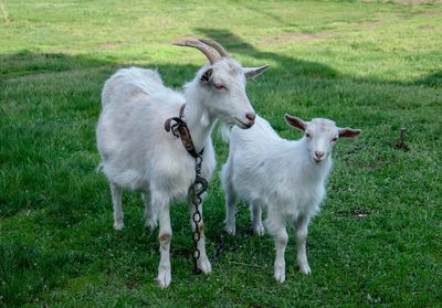 Sheep on a field