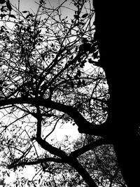 Low angle view of fresh flower tree against sky