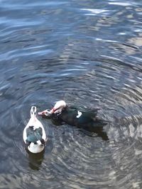 High angle view of ducks swimming in lake