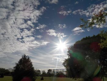 Sun shining through trees