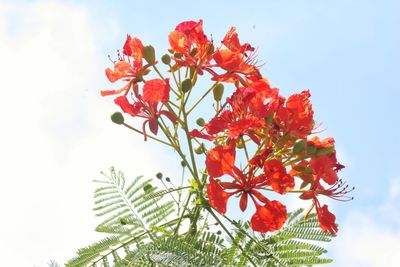 Low angle view of red flowering plant against sky