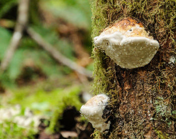 Close-up of mushroom growing on tree trunk