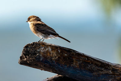 Close-up of bird perching on wood against sky