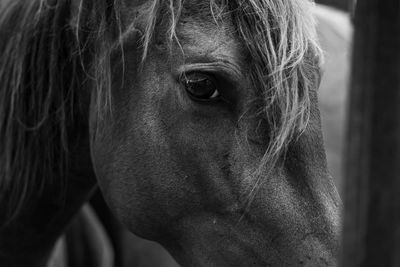 Close-up of horse