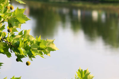 Close-up of leaves in lake