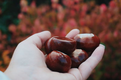 Close-up of hand holding fruit