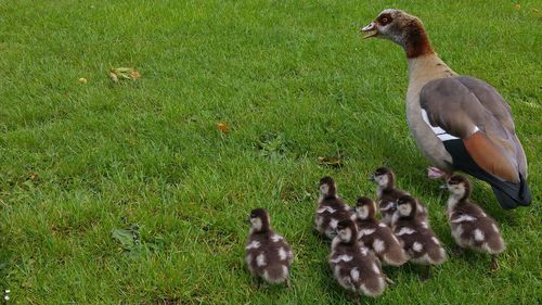 High angle view of geese family on grassy field