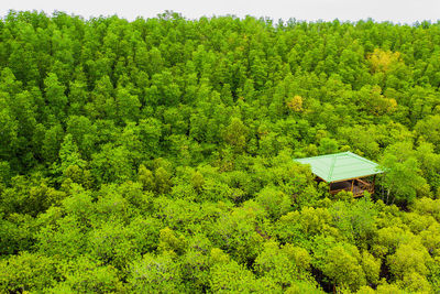 High angle view of trees in forest