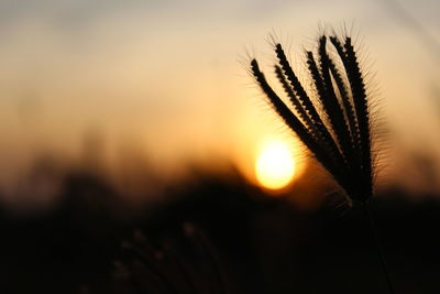 Close-up of silhouette plant against sunset