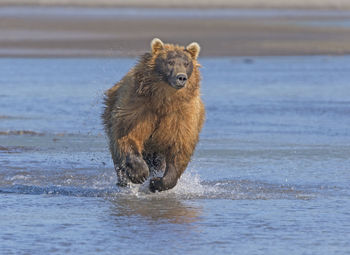 Grizzly running after its prey in hallo bay in katmai national park in alaska