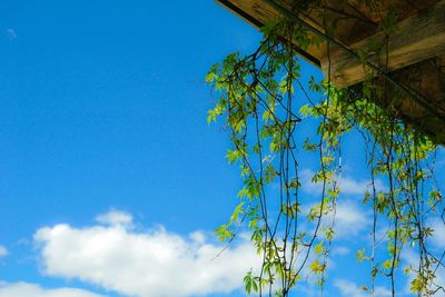 Low angle view of trees against blue sky