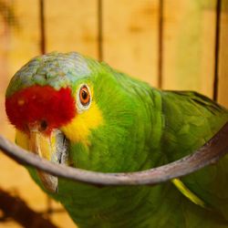 Close-up of parrot perching on tree