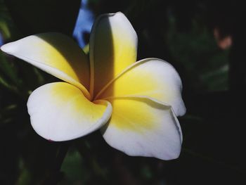 Close-up of frangipani blooming outdoors