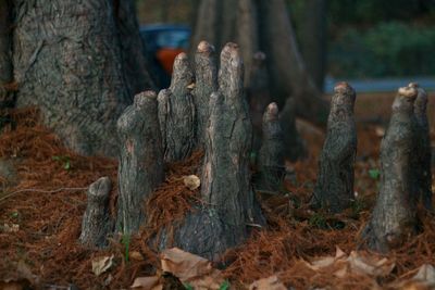 Close-up of tree trunk in forest