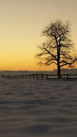 Bare trees at sunset