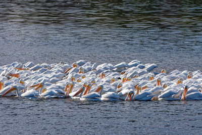 Birds in lake