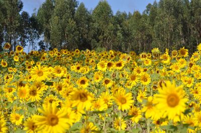 Yellow flowers blooming on field