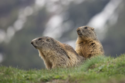 Marmots in alert